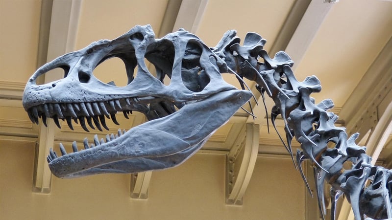 Dinosaur Fossils